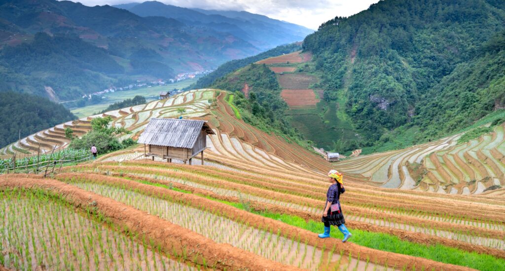 Individual in terraced field with mountains