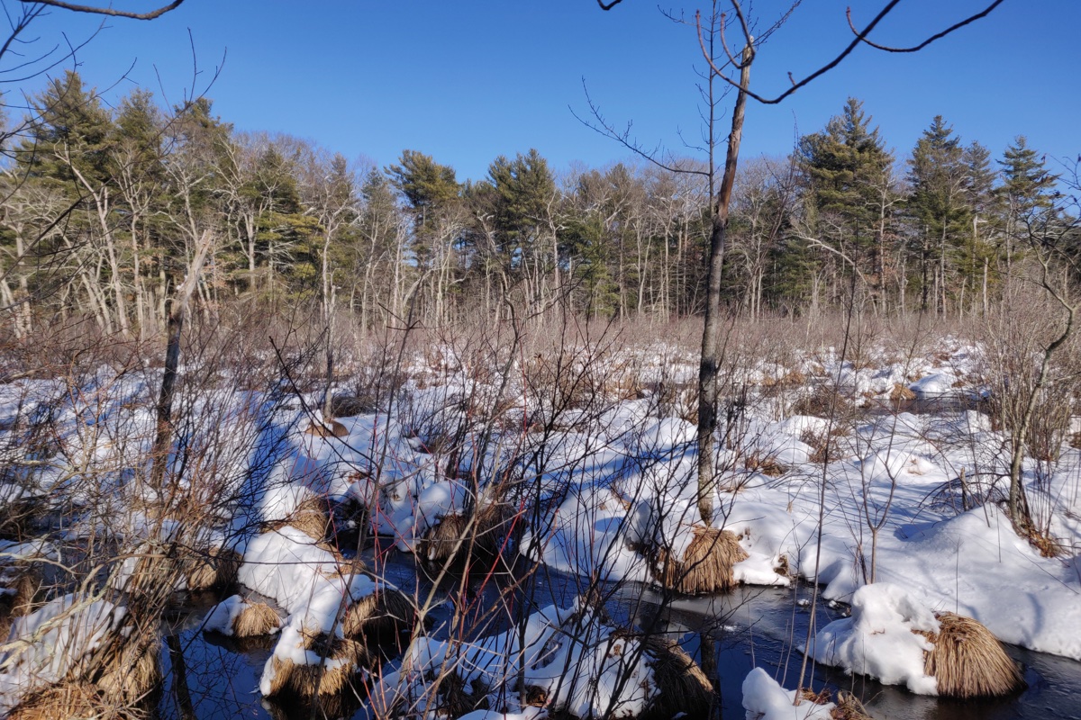 Wetland at the Broadmoor Wildlife Sanctuary in Natick, Massachusetts