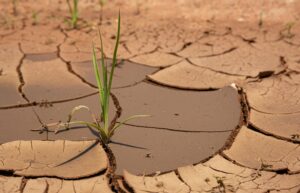 A small plant sprouts through parched earth.